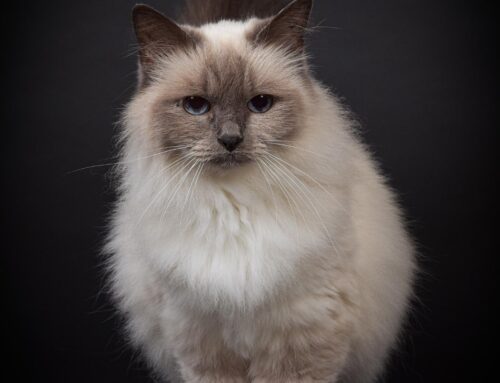 Geslaagde fotoactie op Dierendag